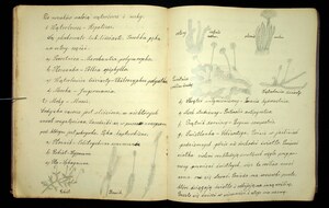 Zeszyt z biologii Franciszka Sarnowskiego 1930-1931_36